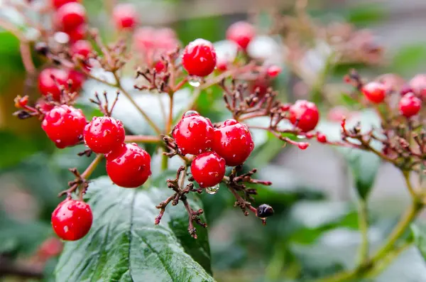 Red Berries Rain — Stock Photo, Image