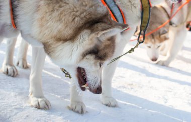 Kötü belgili tanımlık dış yapraklar dişlerini sırıtır