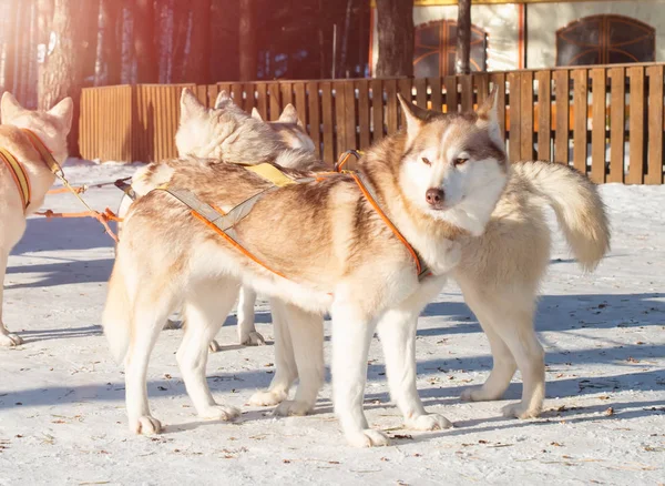 Husky Psím Spřežením — Stock fotografie