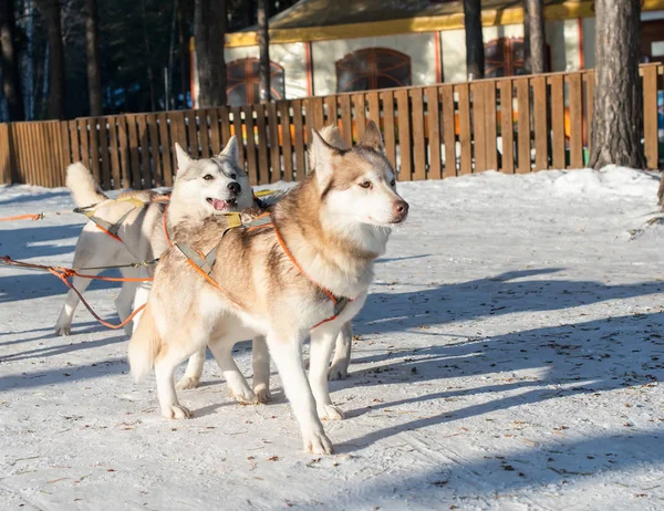 Husky Een Hondenslee — Stockfoto