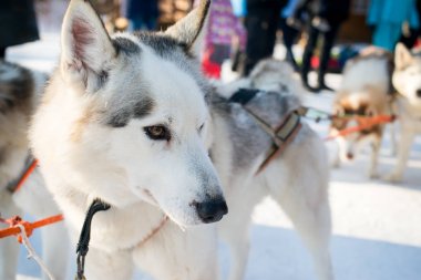 Husky bir soğuk kış gününde