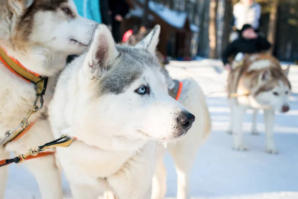 Husky Sněhu — Stock fotografie