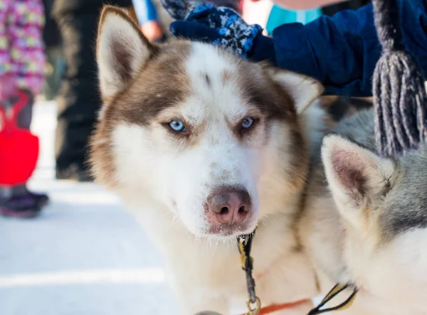 Jovem Menina Acariciando Husky — Fotografia de Stock