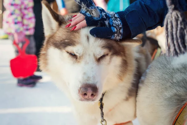 Joven Chica Acariciando Husky —  Fotos de Stock