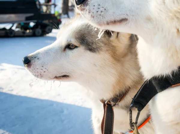 Dva Sibiřský Husky Zimním Období — Stock fotografie