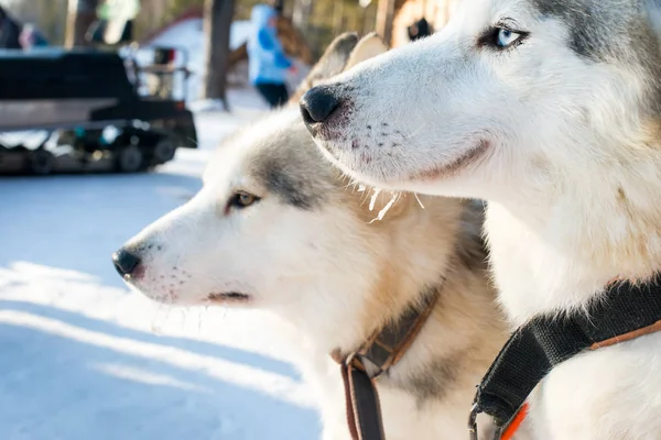 Dos Husky Siberianos Divertido Triste —  Fotos de Stock