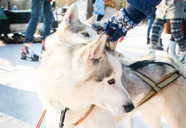 Menina Acariciando Husky — Fotografia de Stock