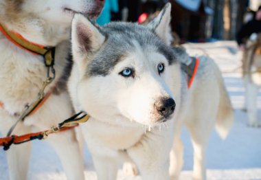 Kışın donmuş Husky