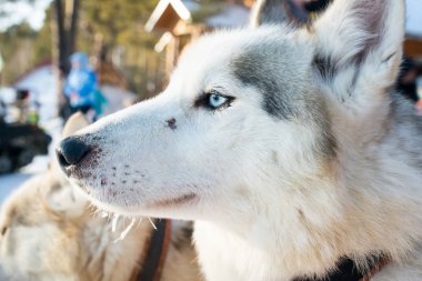 Bir husky portresi