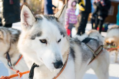 Dış yapraklar ve Kış çocuk