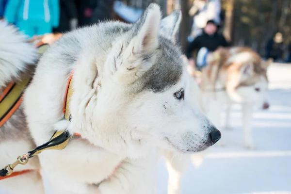 Husky Olha Para Lado — Fotografia de Stock