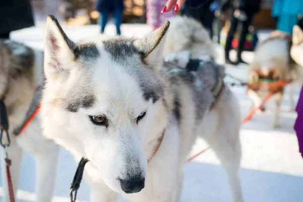 Husky Mira Hacia Los Lados —  Fotos de Stock