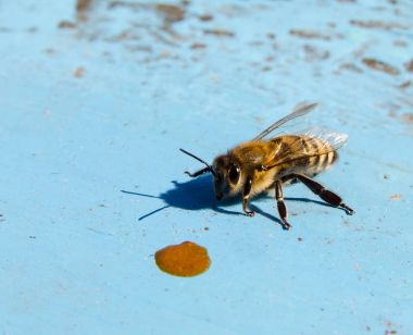 Bir mavi arka plan makro arıya
