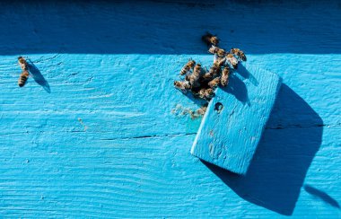 Arılar Bal kovanı girişinde