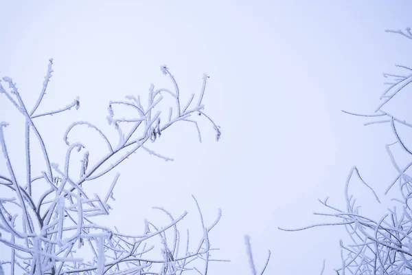 Rama Árbol Nevado Sobre Fondo Cielo — Foto de Stock