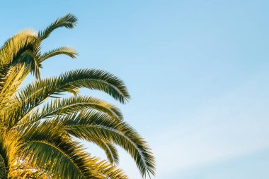 Mavi günbatımı gökyüzüne karşı palmiye dalı