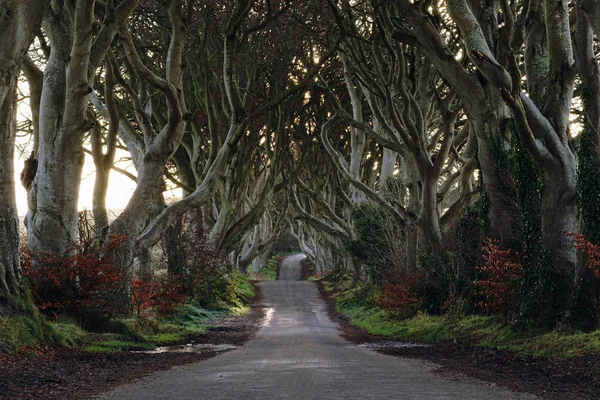 The Dark Hedges, Irlanda do Norte — Fotografia de Stock