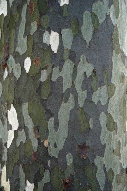 Platan ağaç kabuğu dokusu