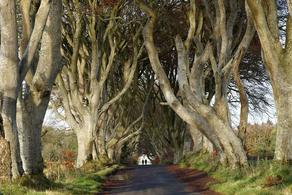 Mörka Häckarna Bok Träd Allé Ballymoney County Antrim Nordirland — Stockfoto
