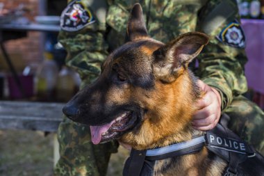 Alman çoban köpeği. savaş-köpek