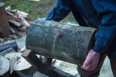 ahşaptan kış için hasat. Ağaç kesmek testere 