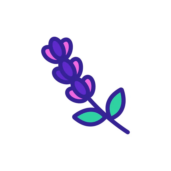 Lavendelblüten Icon Vektor. Isolierte Kontursymboldarstellung — Stockvektor