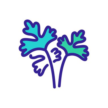 Kişniş tohumu ikon vektörü bırakır. Kişniş tohumu yaprağı işareti. renk sembolü çizimi