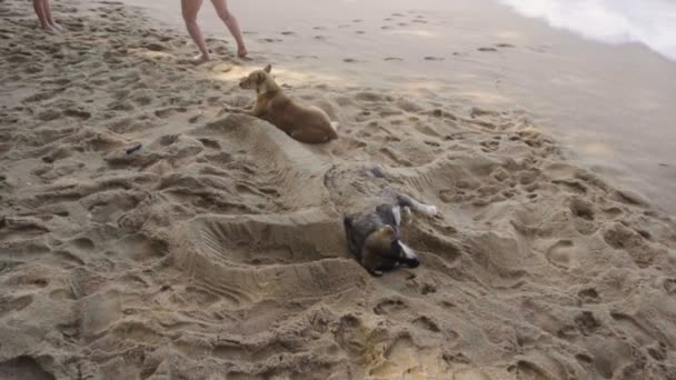 Psy odpoczywają na piaszczystej plaży — Wideo stockowe