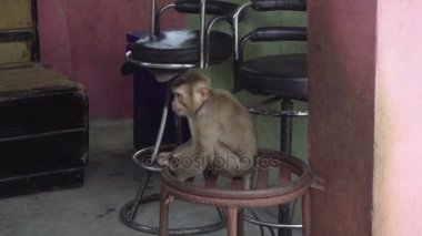 Zincir tasma oturan küçük maymun