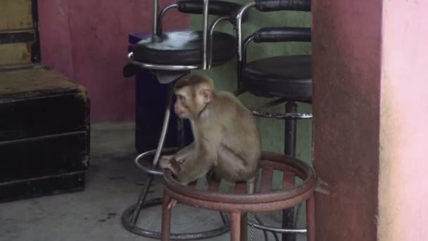 Μικρή μαϊμού κάθεται στο λουρί αλυσίδα — Αρχείο Βίντεο
