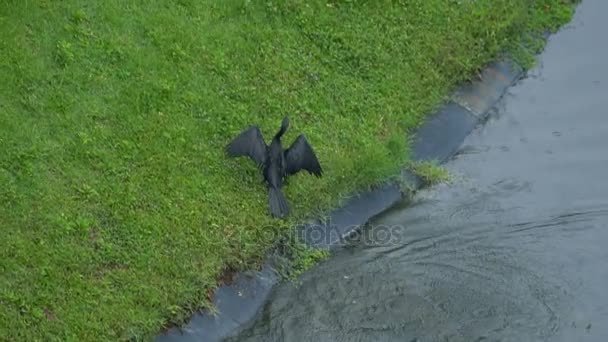 Big black cormorant flying up on shore from pond — Stock Video