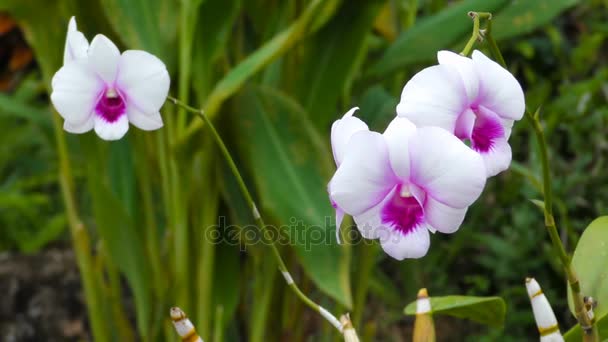 Las orquídeas blancas y moradas se balancean en el viento — Vídeo de stock