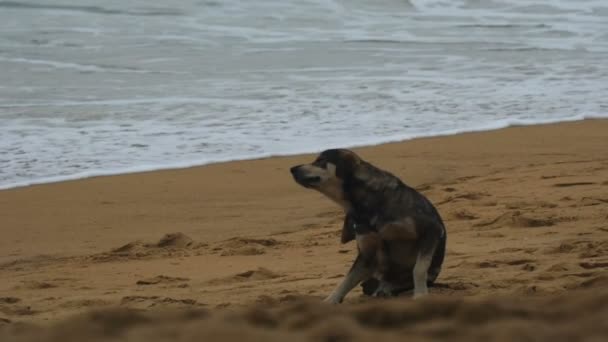 Paria-hund kliar på stranden — Stockvideo