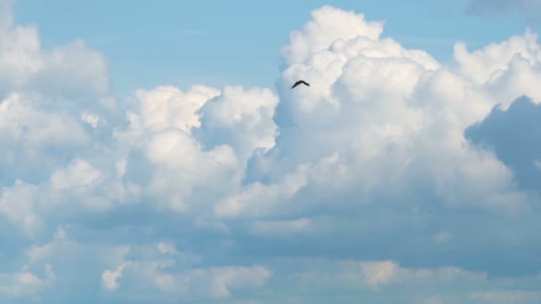 Κιρκινέζι πουλιών είναι στον αέρα — Αρχείο Βίντεο