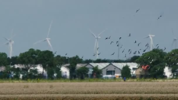 Kudde van duiven cirkelen boven het tarweveld — Stockvideo