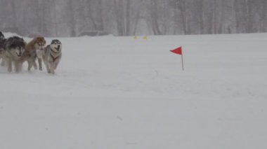 Husky köpek takım binici ile yarışa katılan