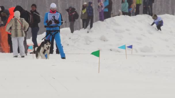 Rider in a single dog sled started in race — Stock Video