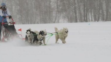 Husky köpek takım binici ile yarışa katılan