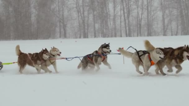 レースに参加するライダーとハスキー犬チーム — ストック動画