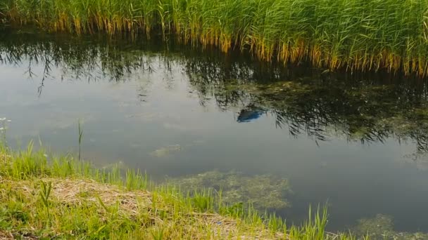 Aereo decolla in riflessione della superficie dell'acqua — Video Stock