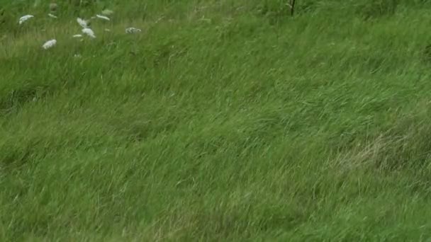 Groen gras bewegen in de wind — Stockvideo