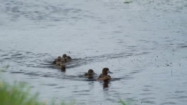 Pato con una cría flota a lo largo del río — Vídeos de Stock