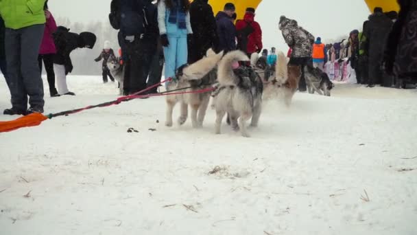 Команда Husky dog на старте гонки — стоковое видео