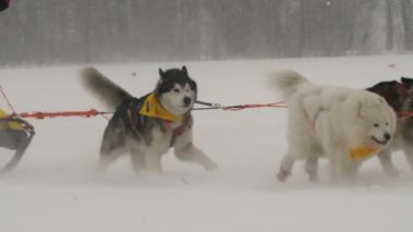 Husky köpek takım içinde belgili tanımlık yarış katılmaktadır