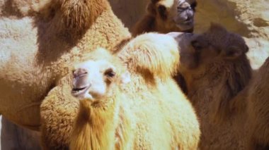 Çiğneyen deve ailesi