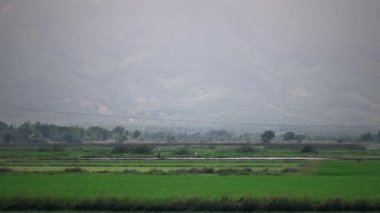 Çiftçi pirinç tarlasında çalışıyor.