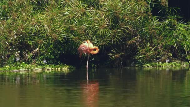 Flamenco rosa en el lago — Vídeos de Stock