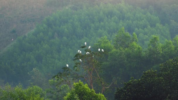 White storks on top of a tree — Stok video