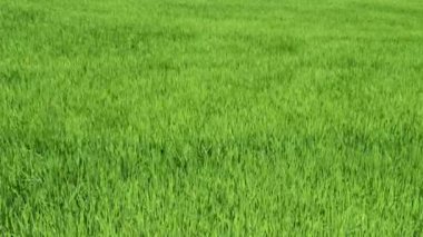 Yeşil pirinç tarlası dalgası