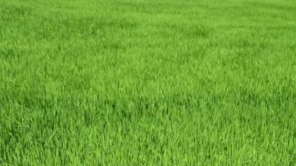 Wave of green rice field — Stock Video